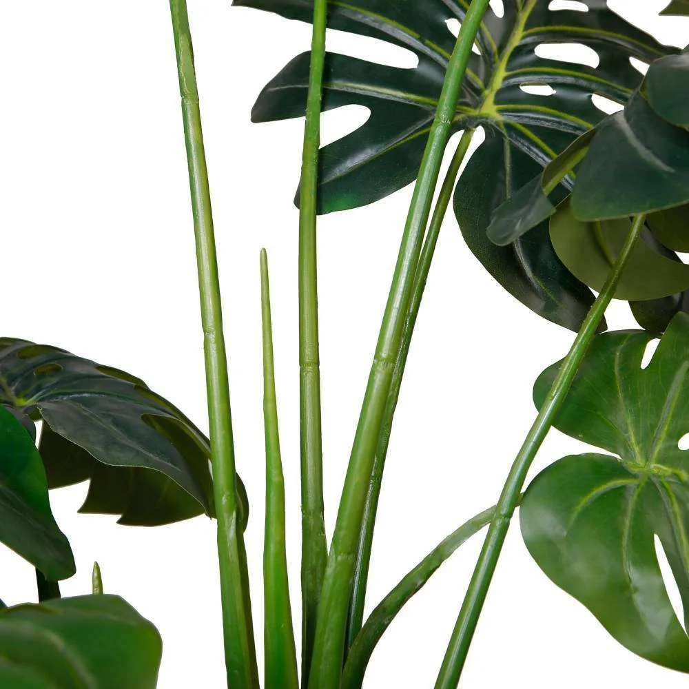 Amber Monstancial Monstera Plant 45