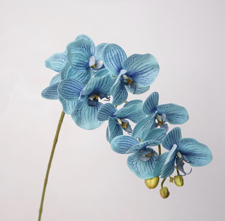 Phalaenopsis الأوركيد