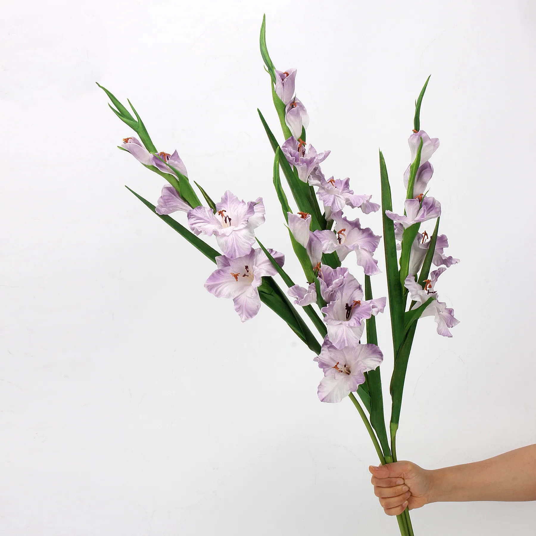 gladiolus