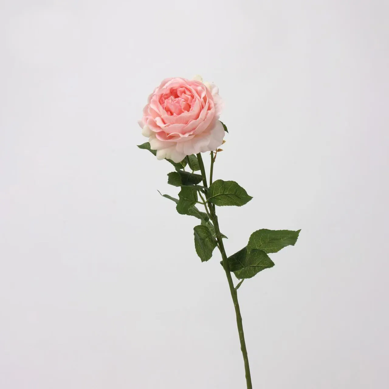 روز ديو لوتس