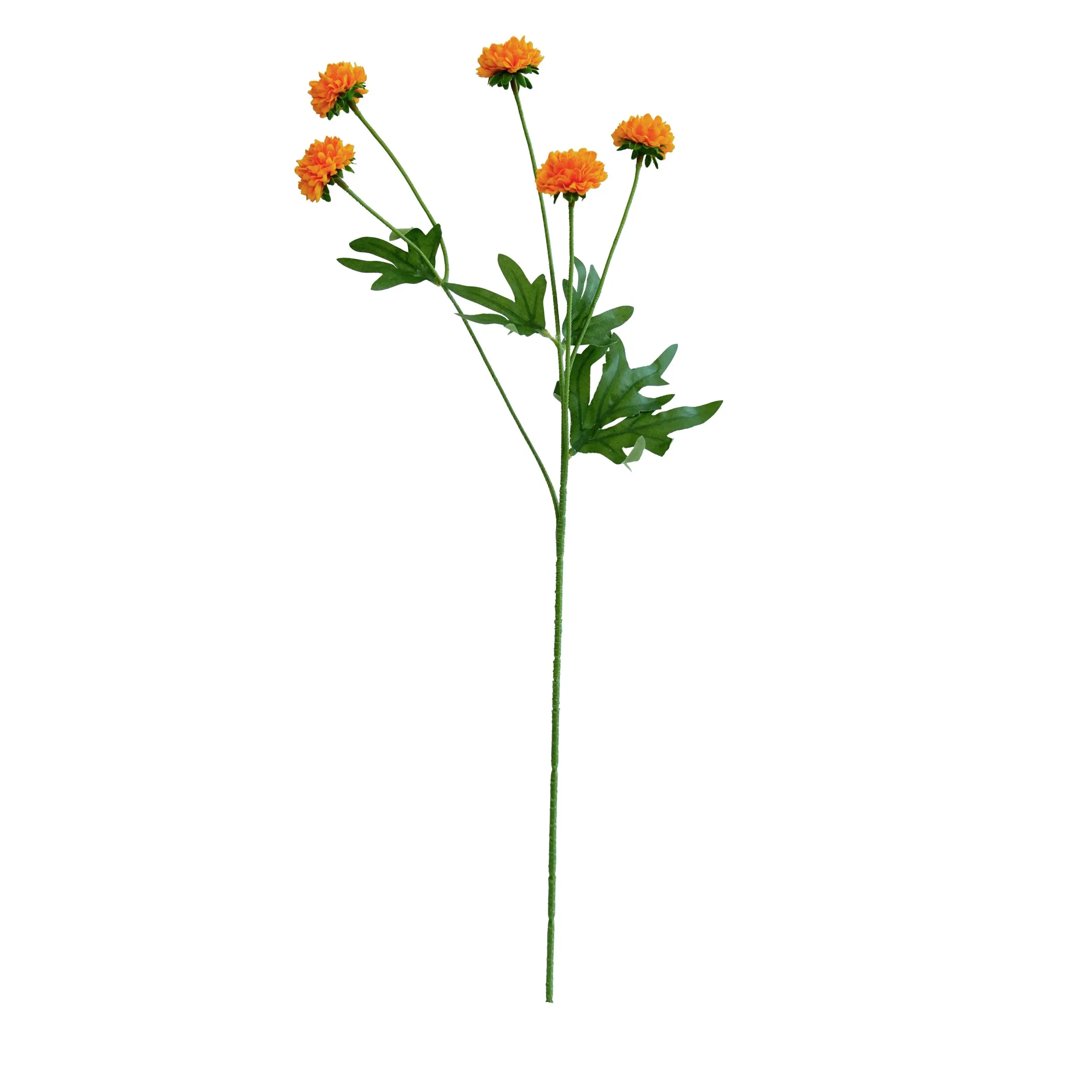 chrysanthemum واحد
