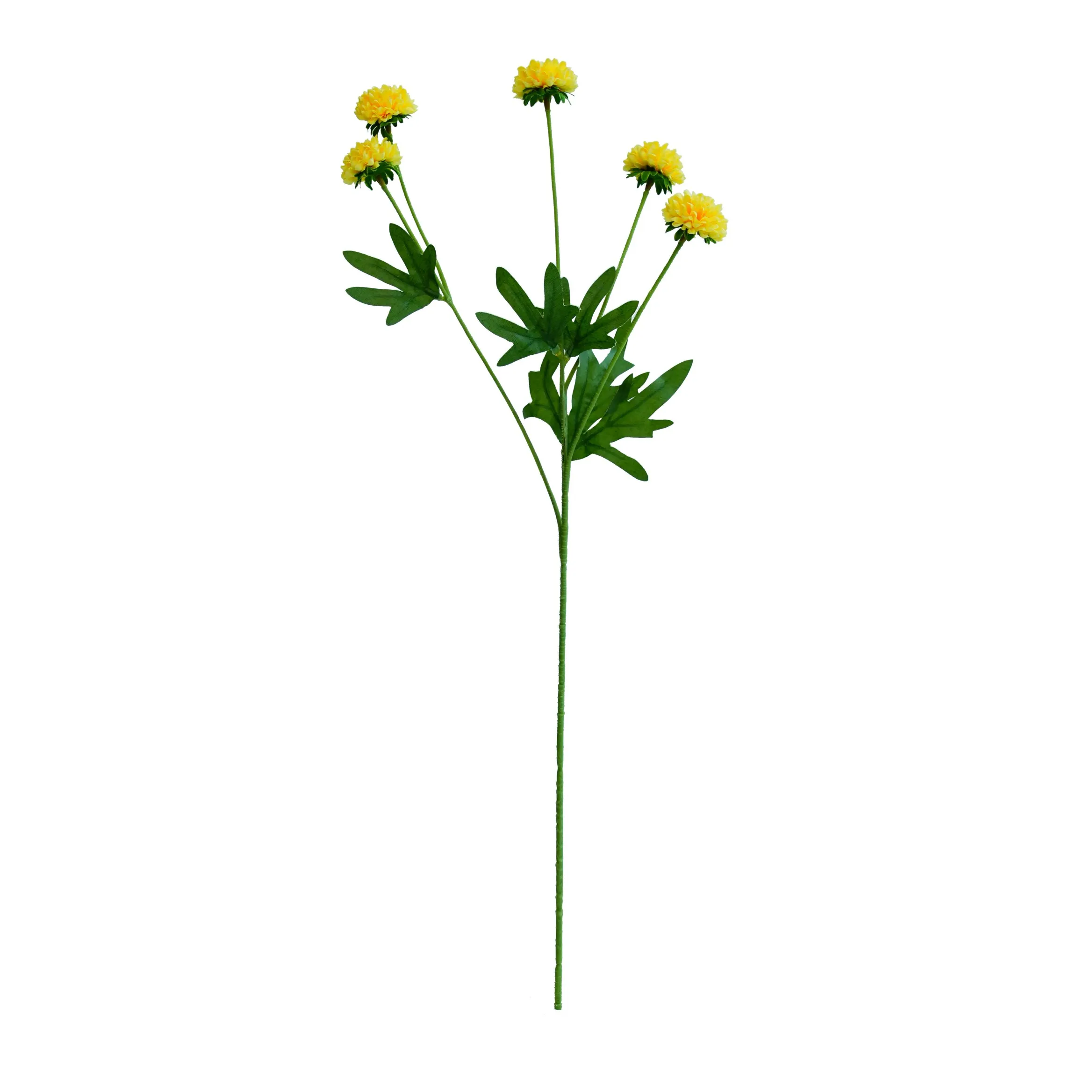 chrysanthemum واحد