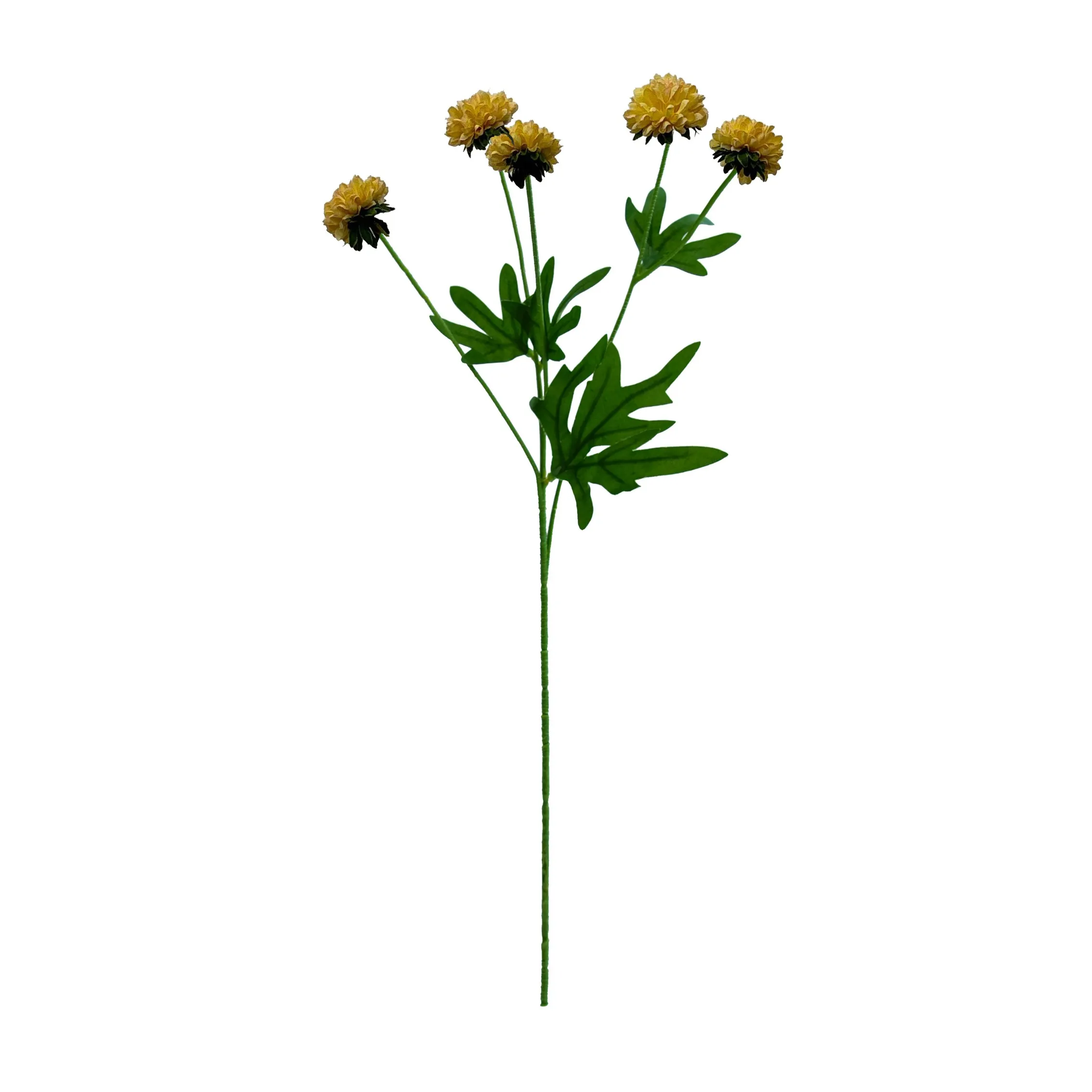 chrysanthemum واحد