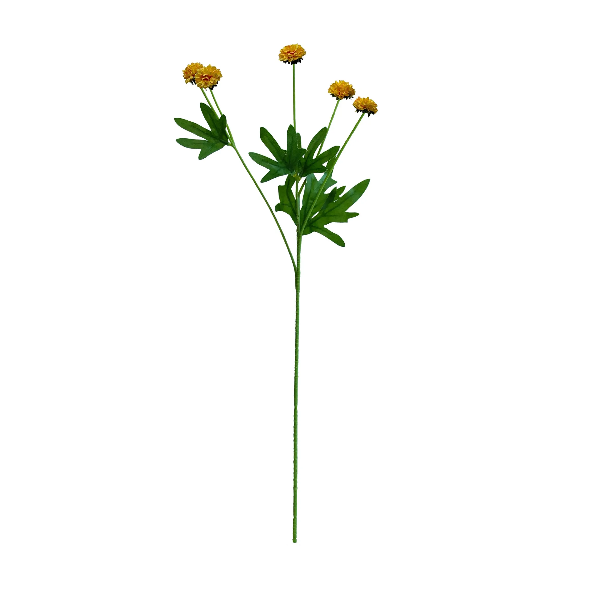 chrysanthemum واحد