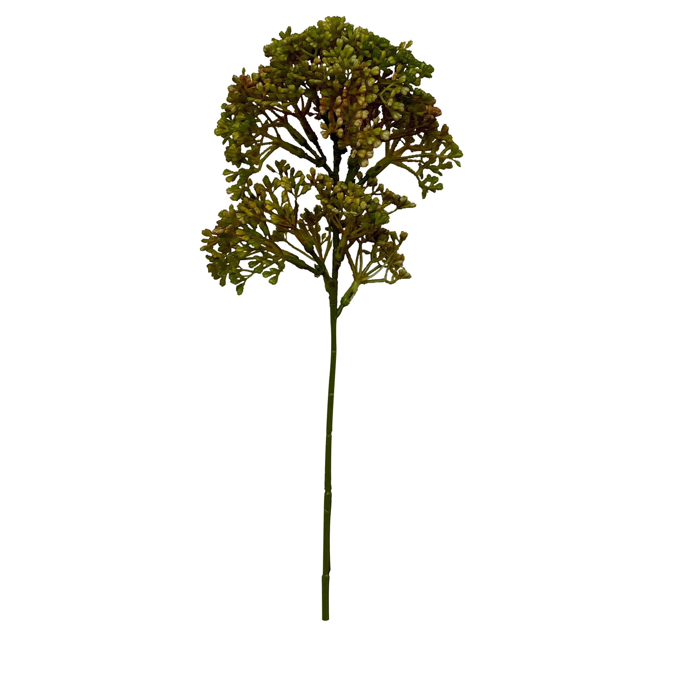 الفول السوداني