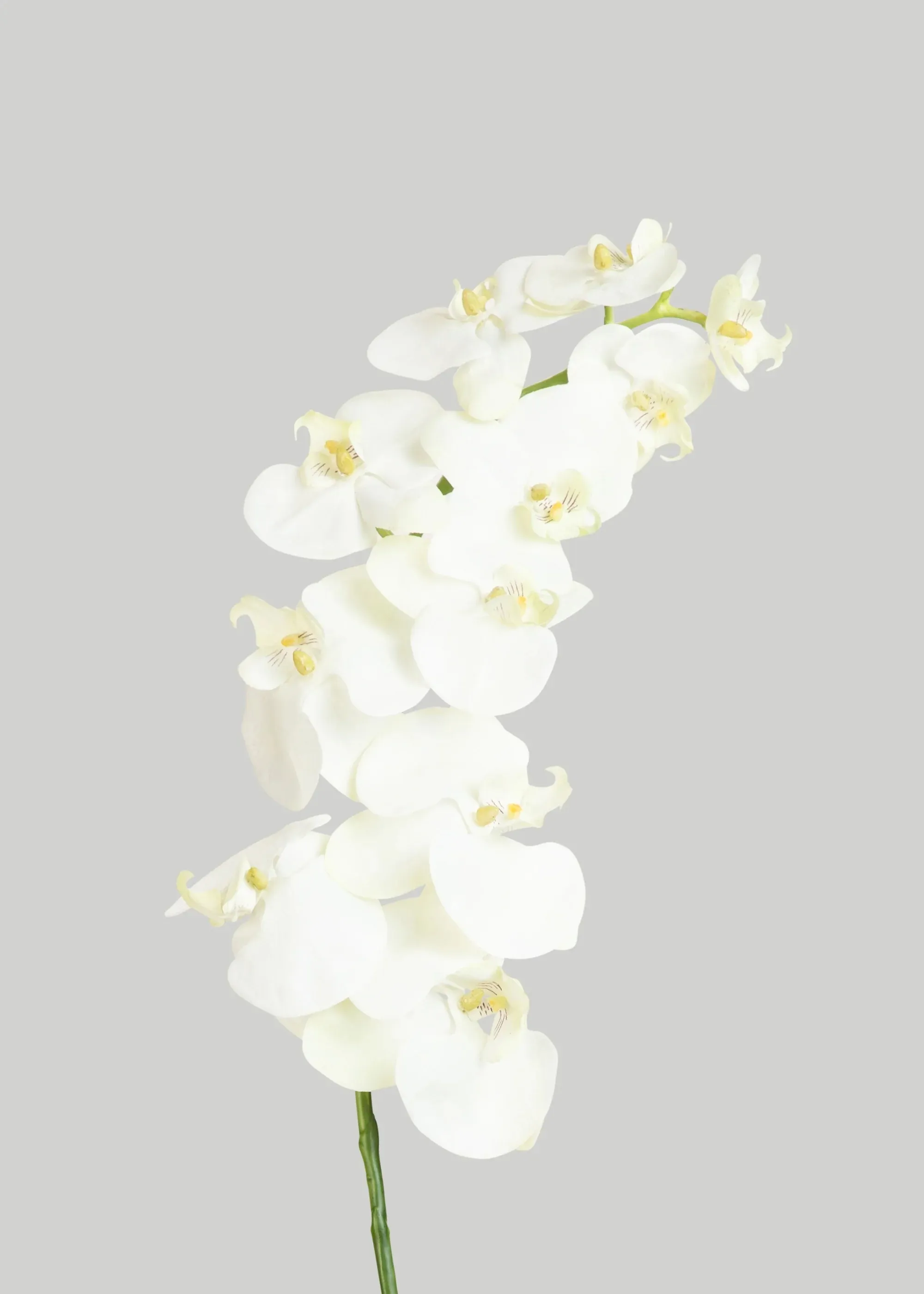 Phalaenopsis الأوركيد