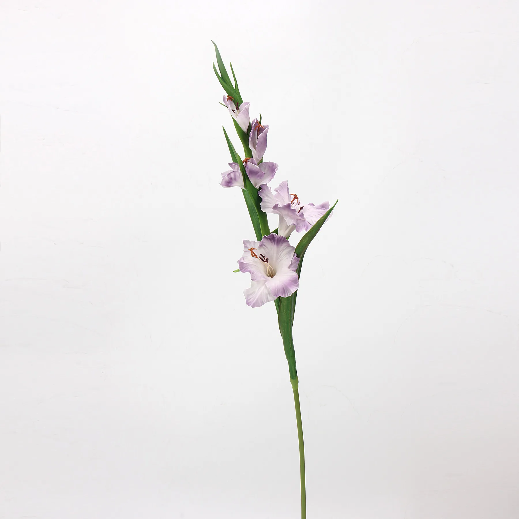 gladiolus