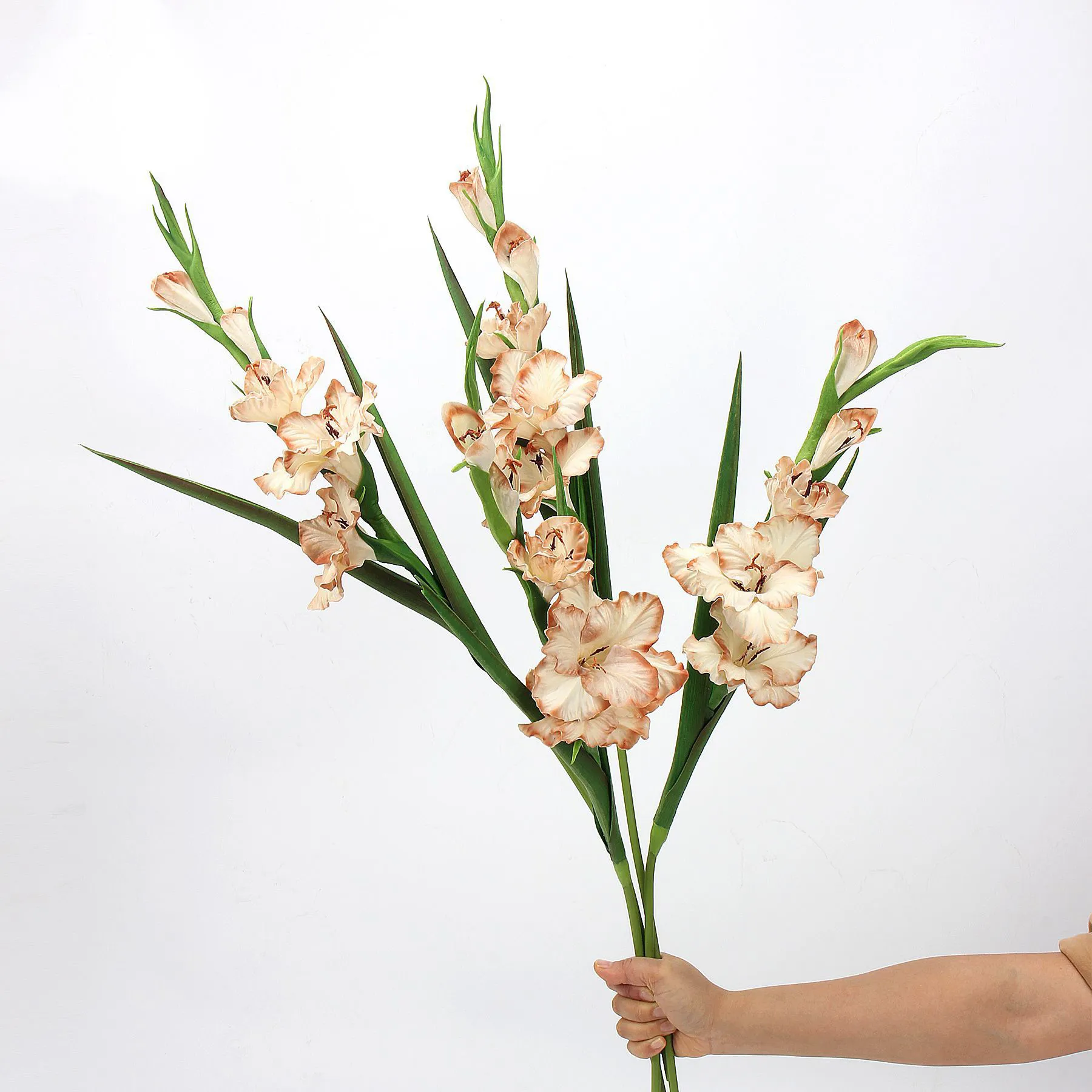 gladiolus
