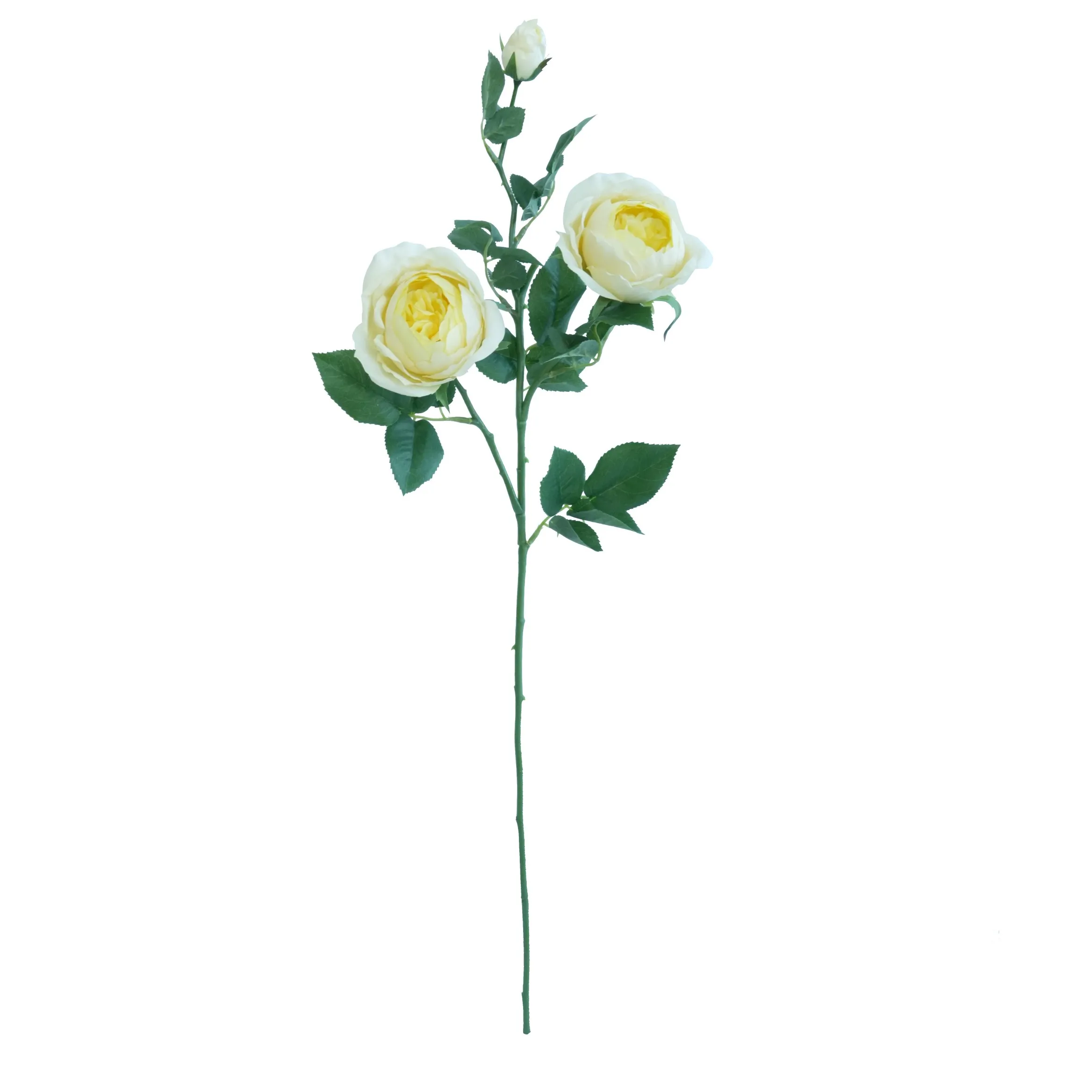 وردة واحدة