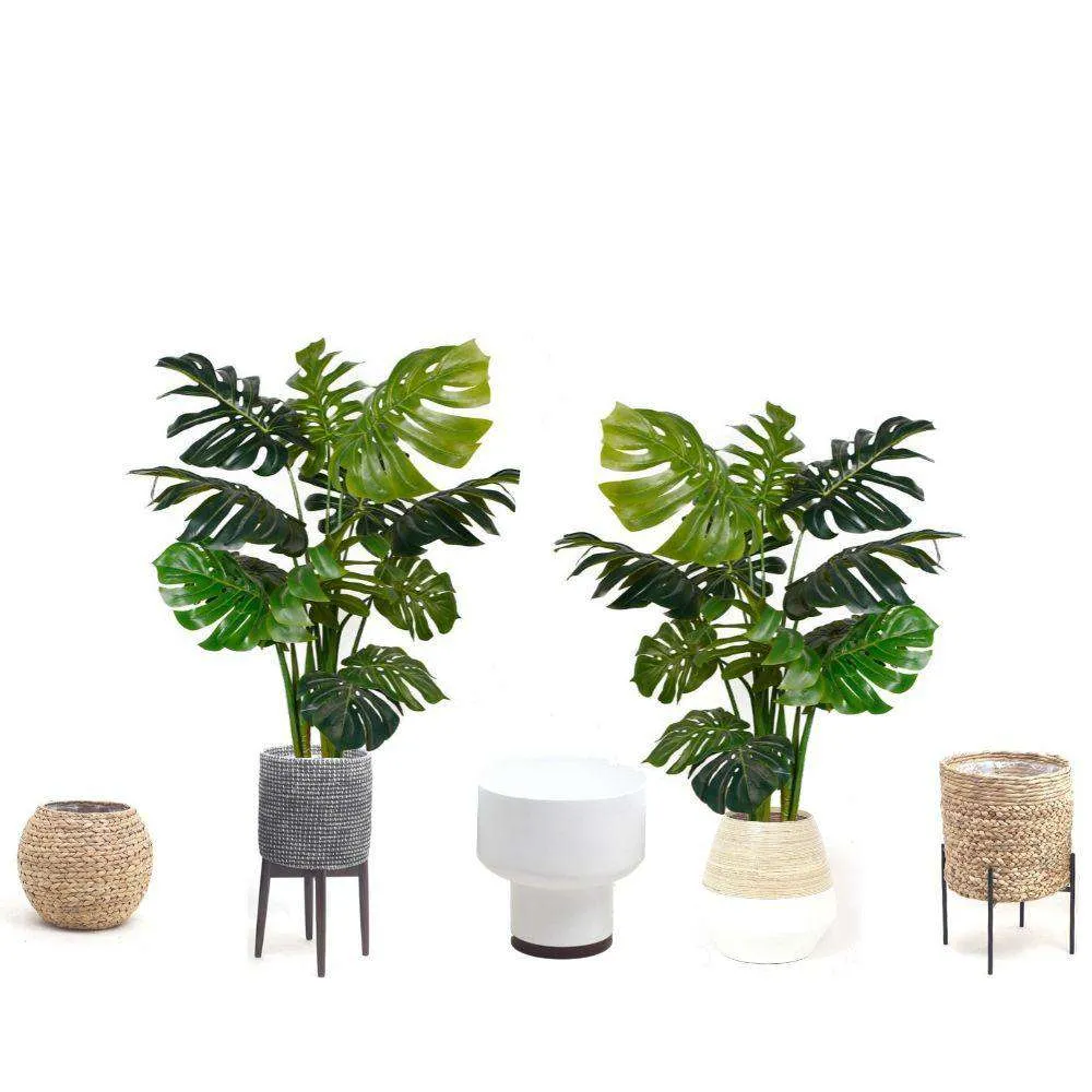 Amber Monstancial Monstera Plant 45