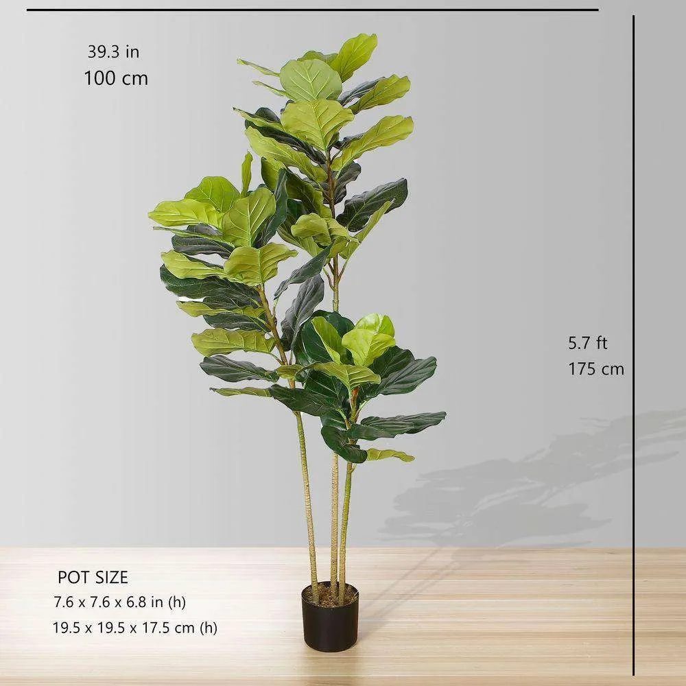 Lyrata Piddle Leaf Potted Plant (أحجام متعددة)