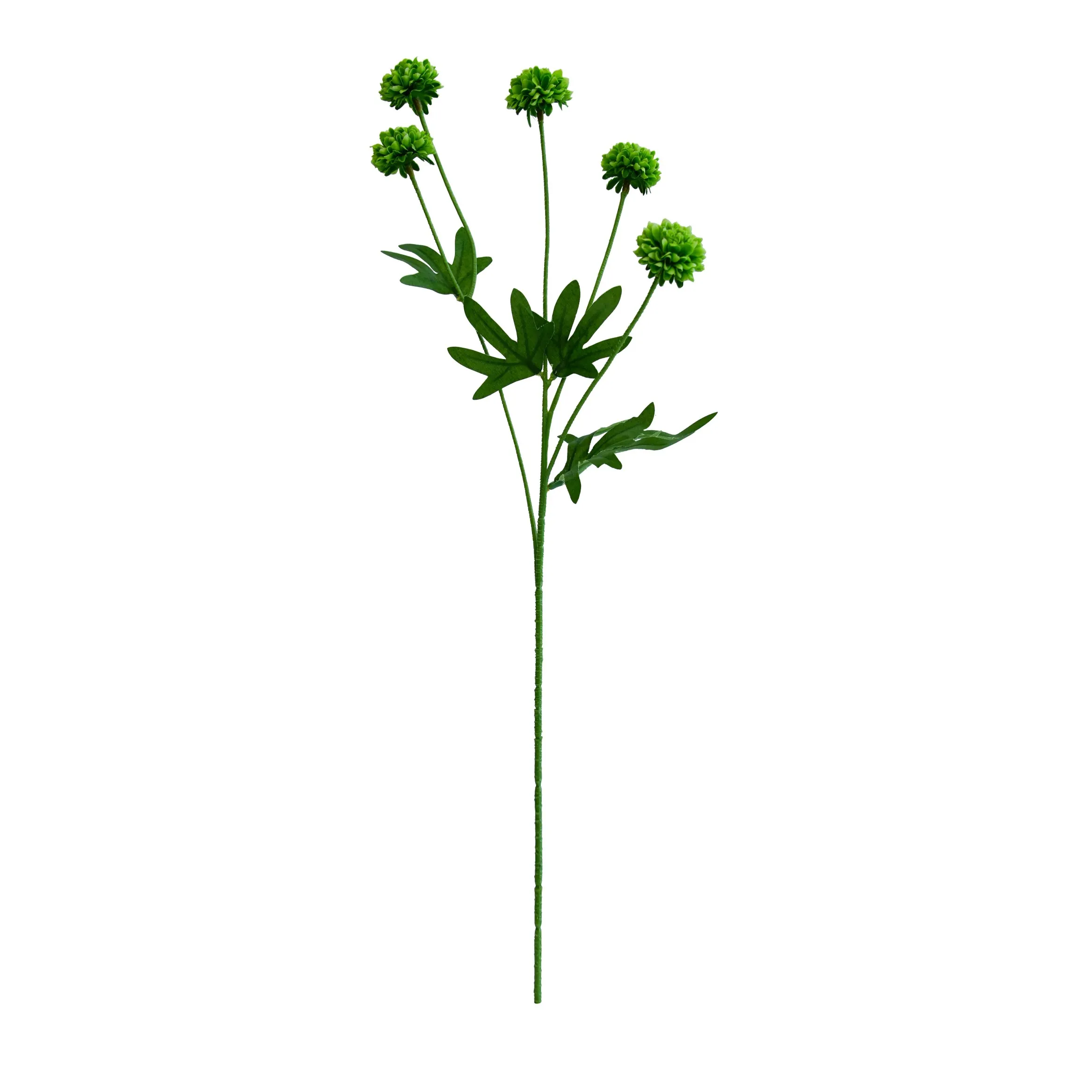 chrysanthemum واحد