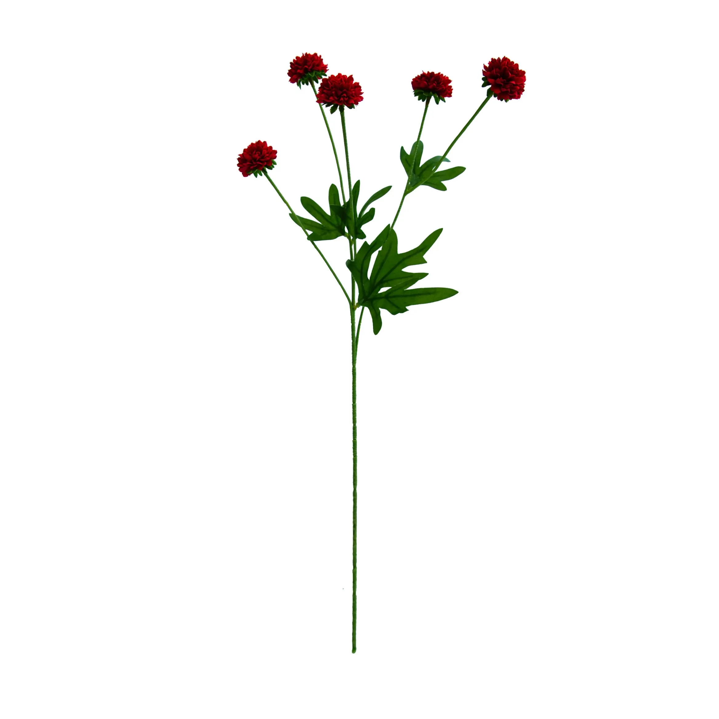 chrysanthemum واحد