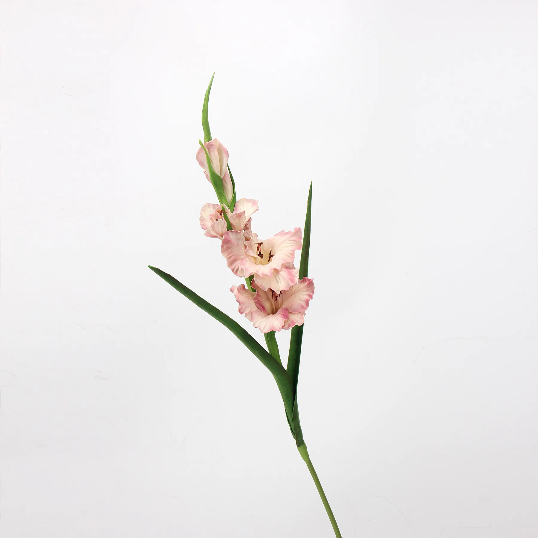 gladiolus