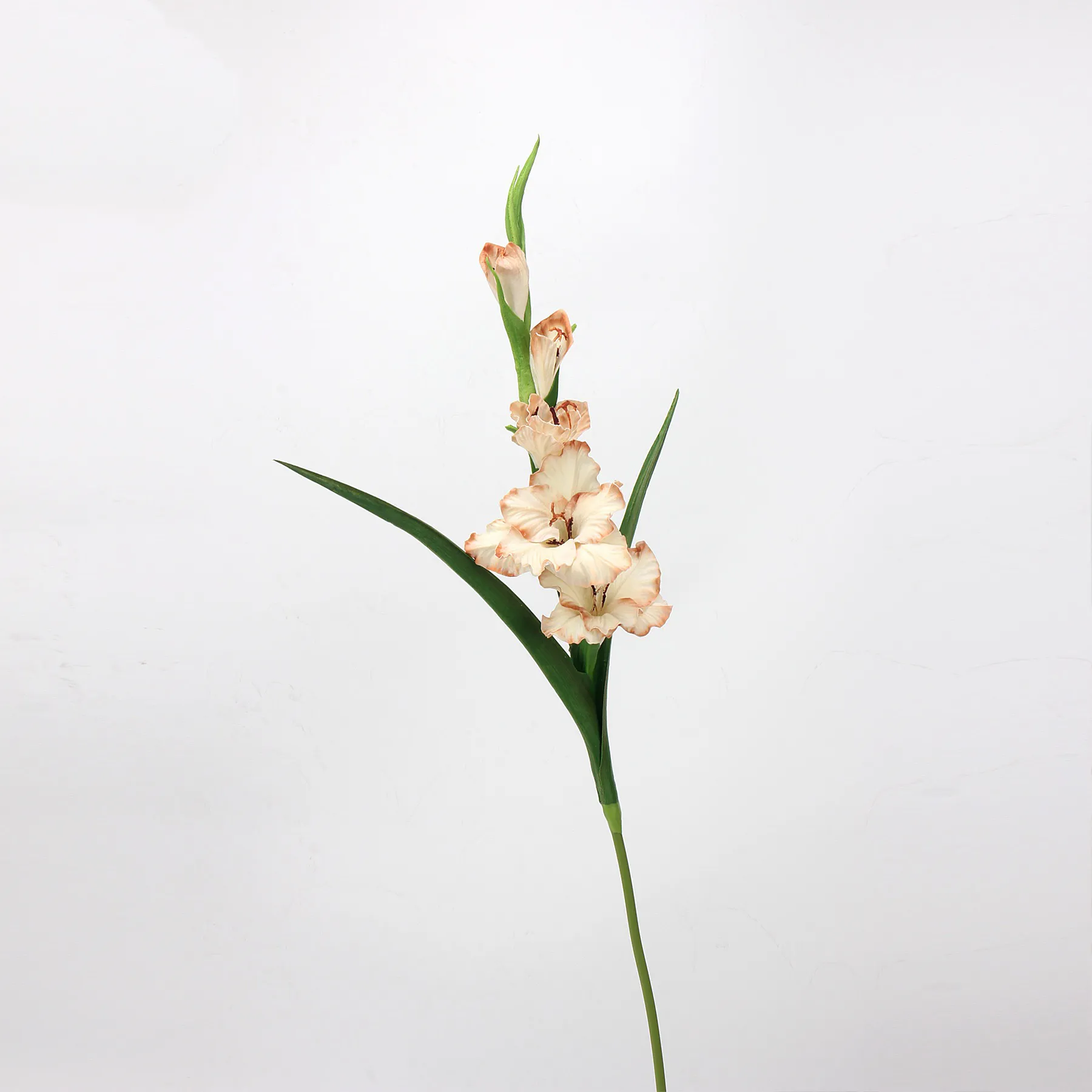 gladiolus