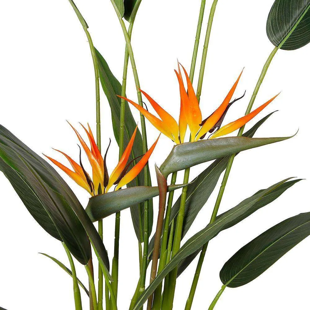 Amber Bird Plant of Paradise Potted Plant (أحجام متعددة)
