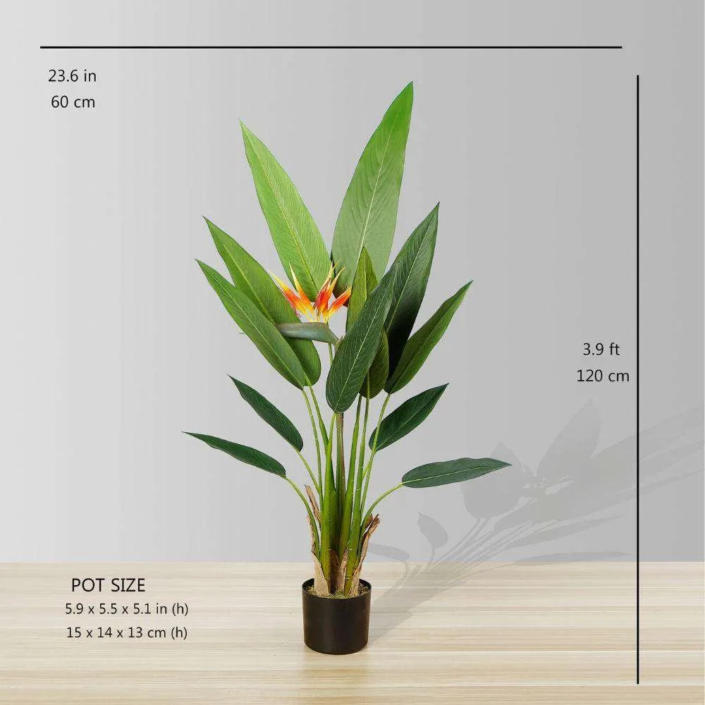 Amber Bird Plant of Paradise Potted Plant (أحجام متعددة)