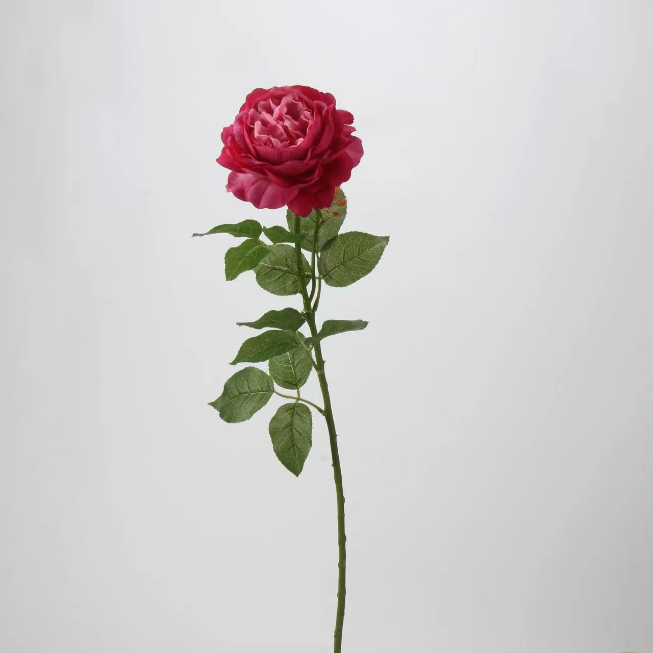 روز ديو لوتس