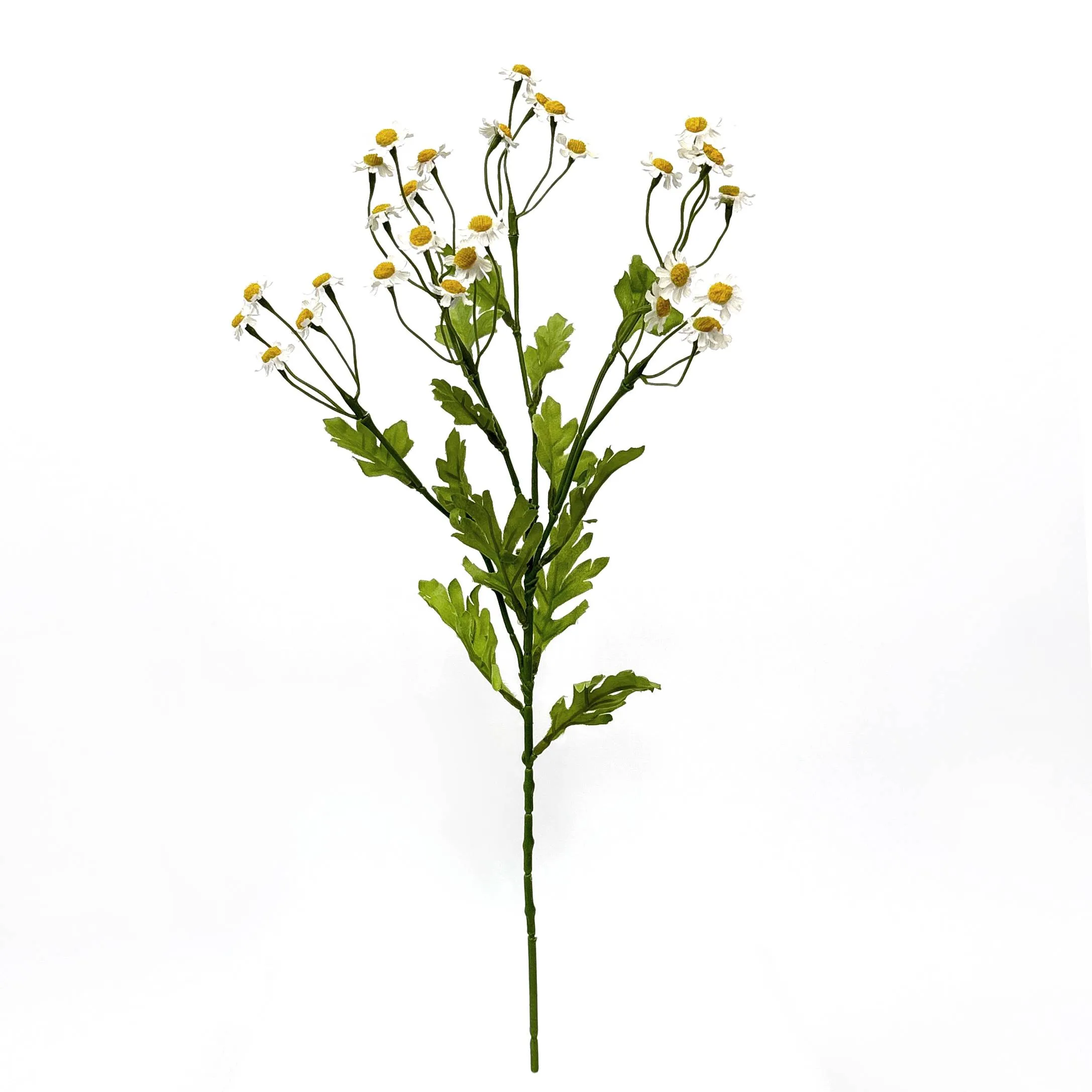 A single little daisy