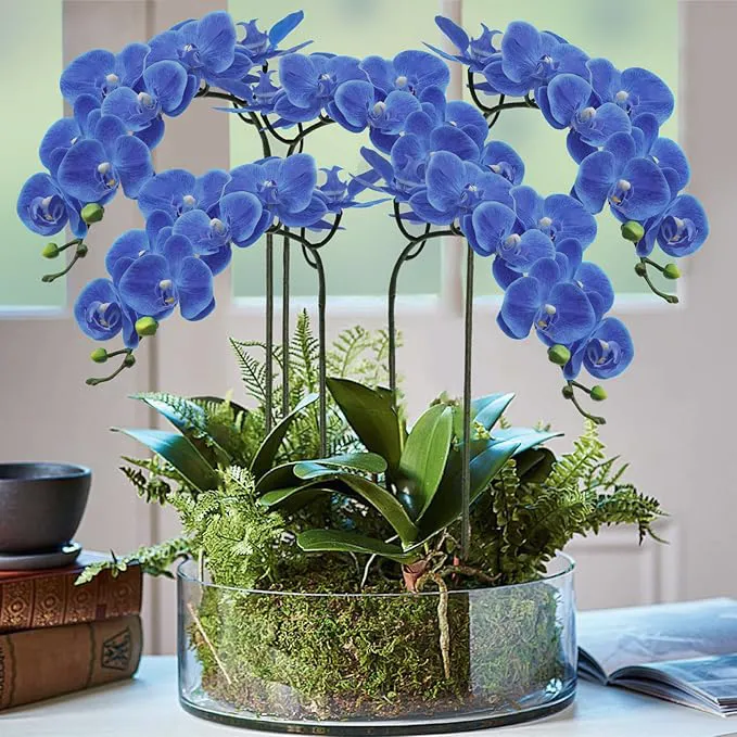 Phalaenopsis الأوركيد