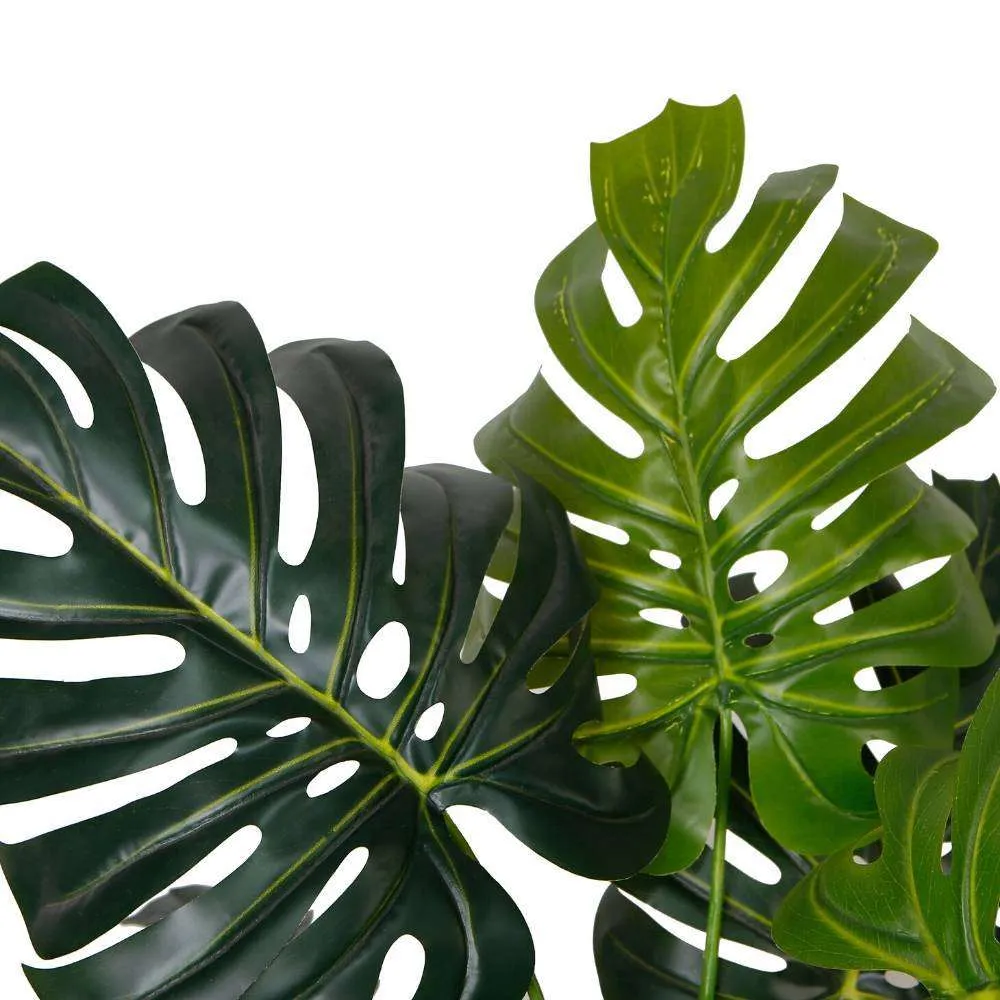 Amber Monstancial Monstera Plant 45