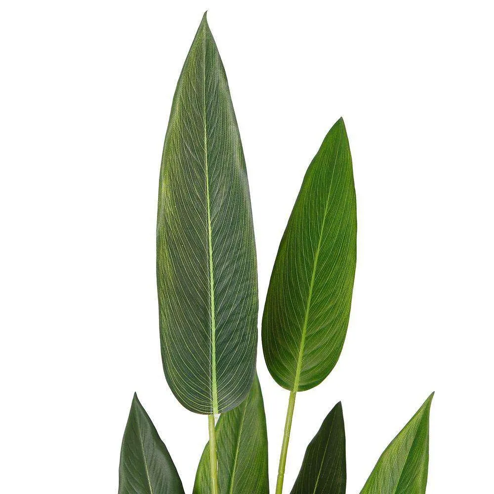 Amber Bird Plant of Paradise Potted Plant (أحجام متعددة)