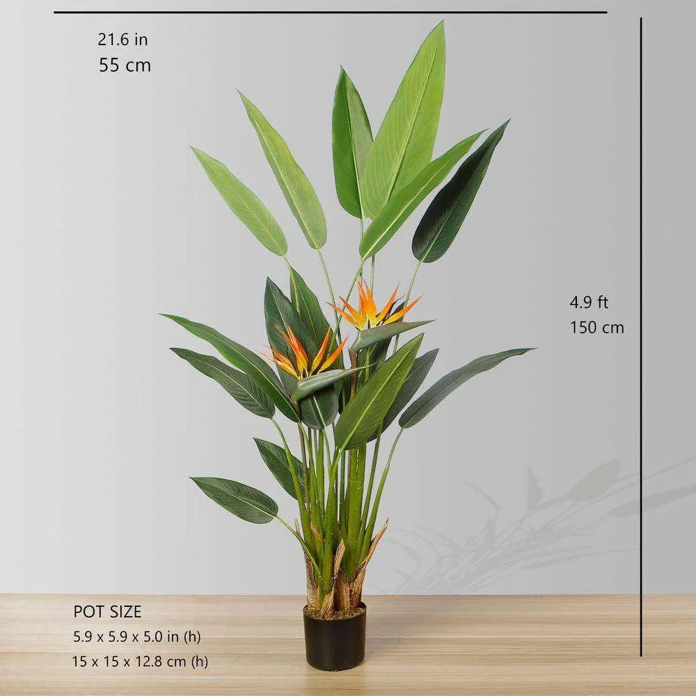 Amber Bird Plant of Paradise Potted Plant (أحجام متعددة)