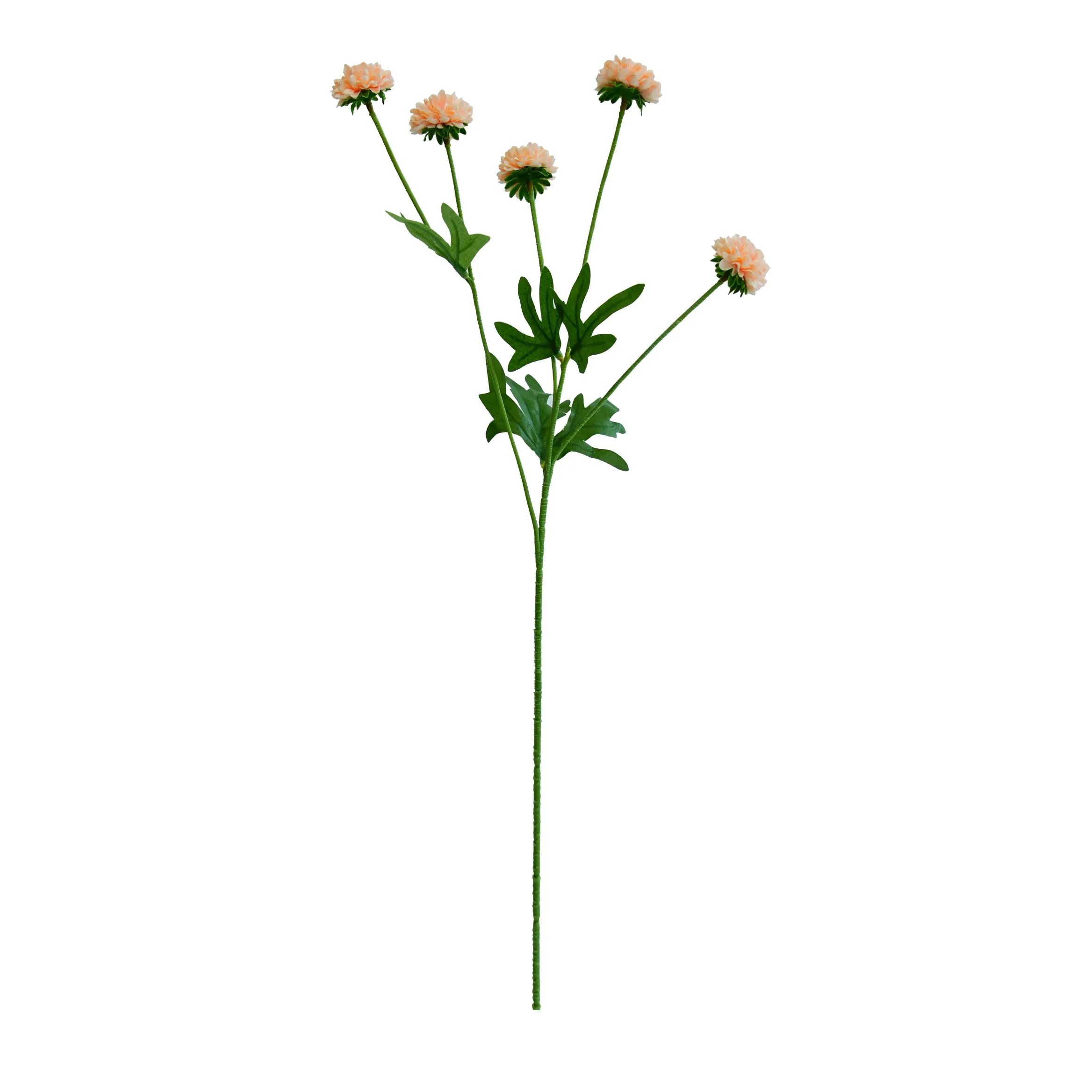 chrysanthemum واحد